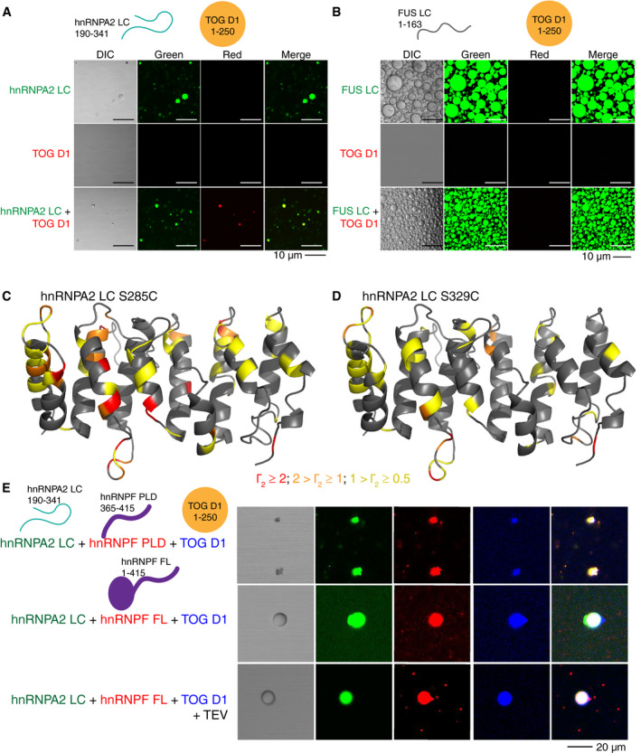 PMC7849316 – embj2020105001-fig-0002