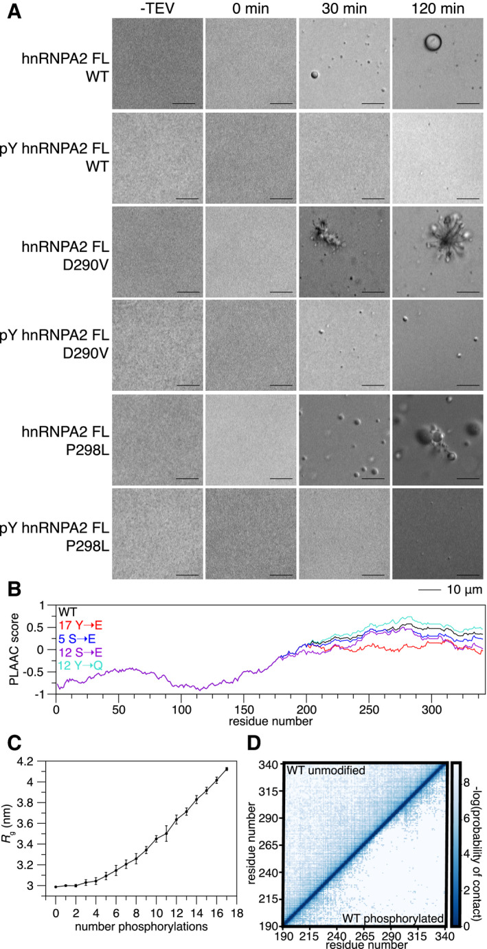PMC7849316 – embj2020105001-fig-0004