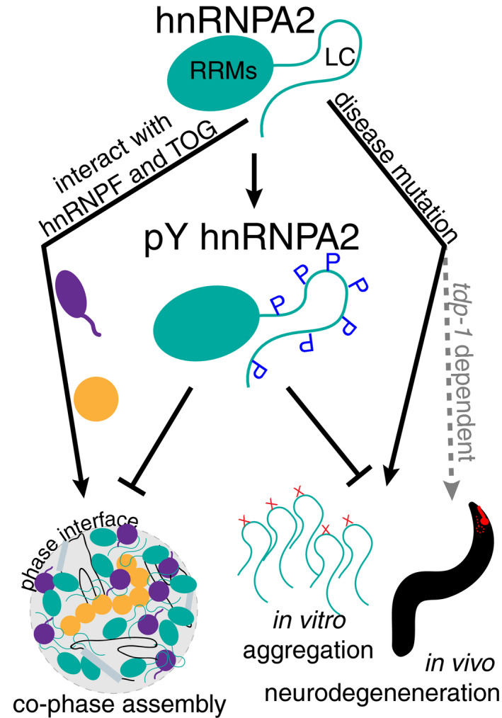 PMC7849316 – embj2020105001-fig-0007