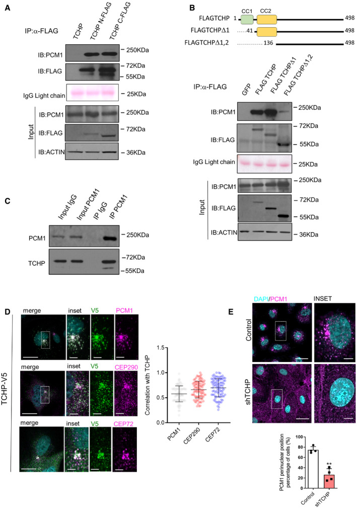 PMC7332983 – embr201948192-fig-0001
