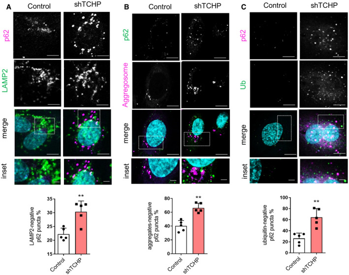 PMC7332983 – embr201948192-fig-0003ev