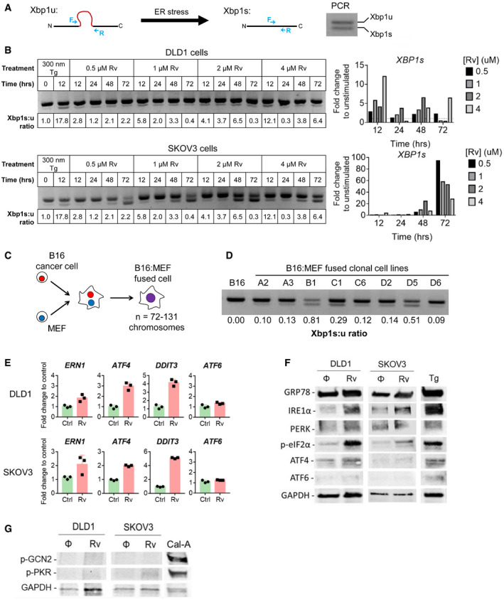 PMC8647024 – embr202152509-fig-0006