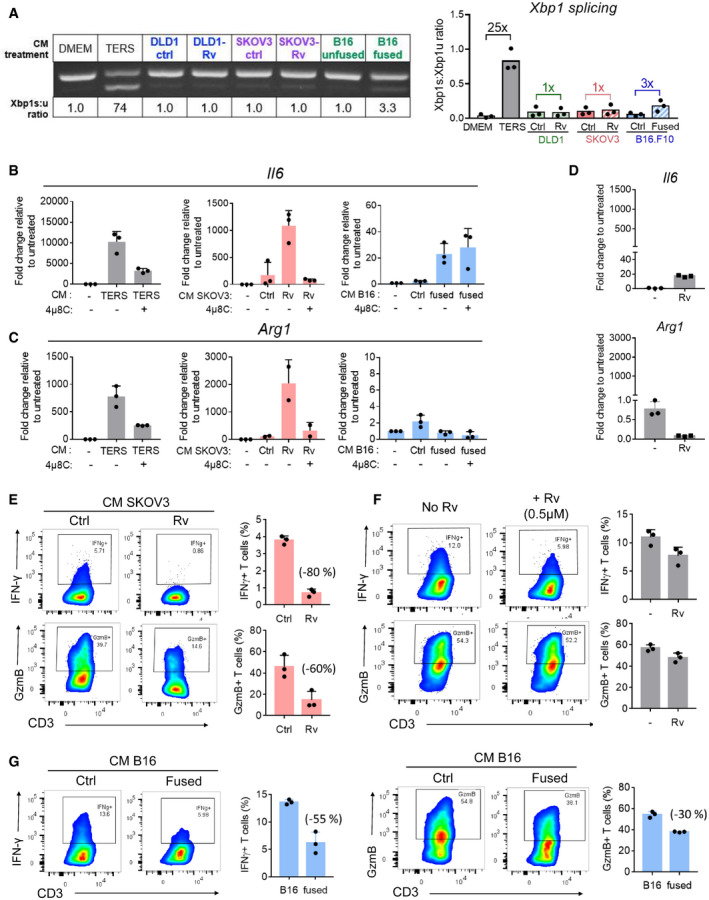 PMC8647024 – embr202152509-fig-0007