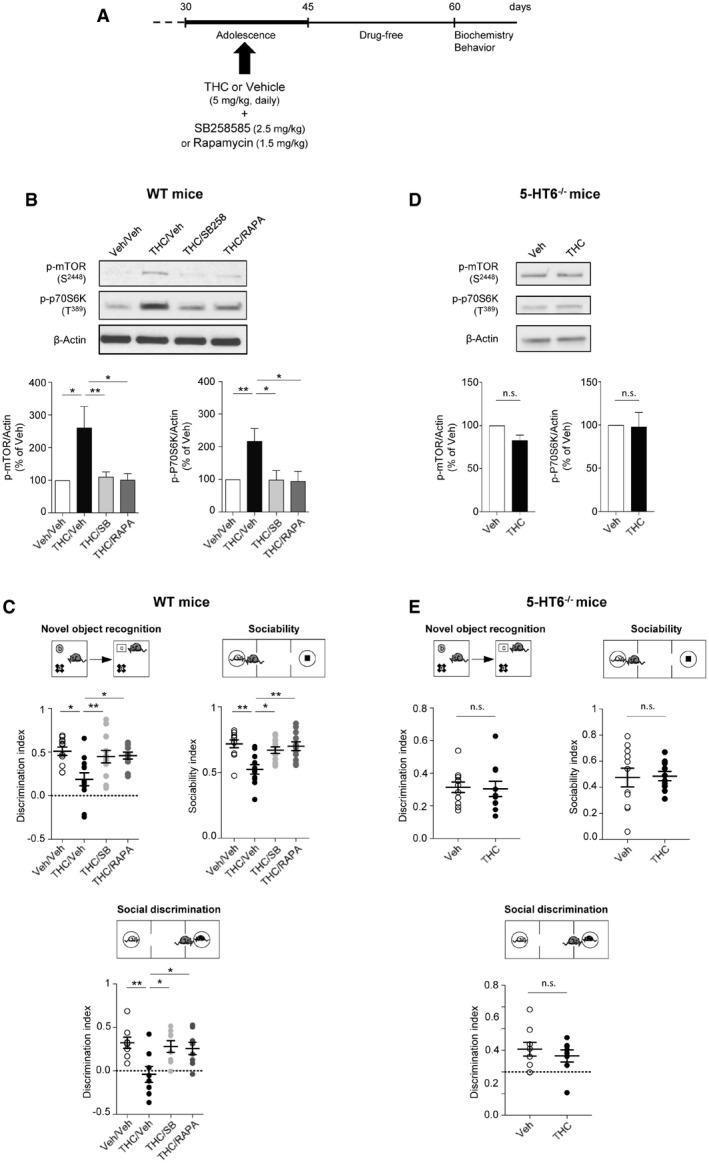 PMC7207164 – emmm201910605-fig-0001