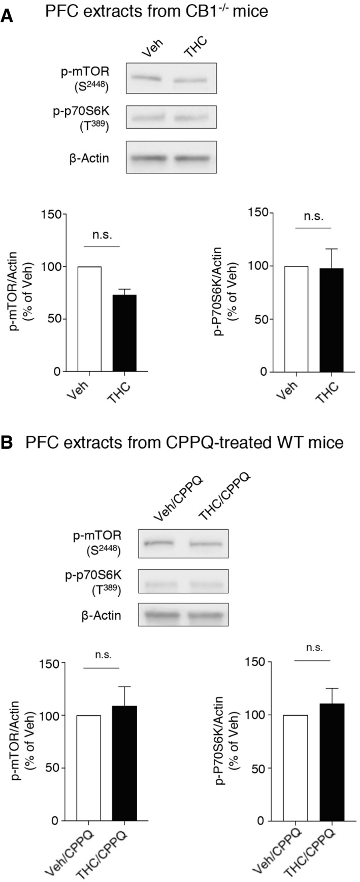 PMC7207164 – emmm201910605-fig-0001ev