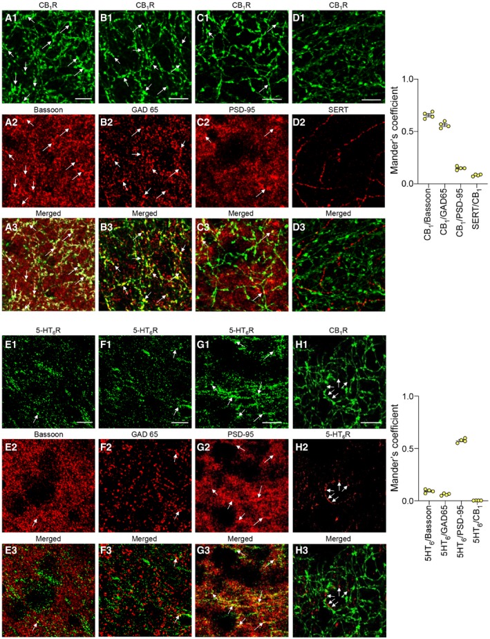 PMC7207164 – emmm201910605-fig-0002