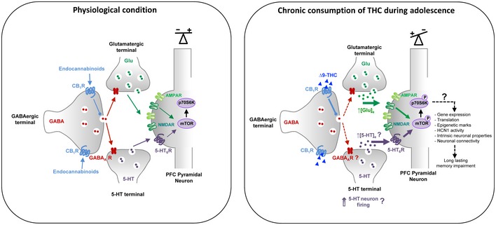 PMC7207164 – emmm201910605-fig-0007