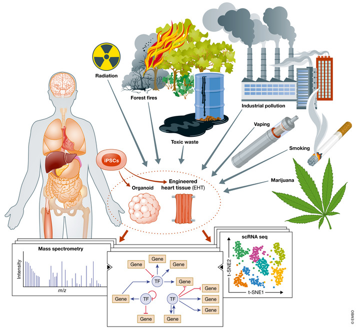 PMC9641419 – emmm202013260-fig-0002