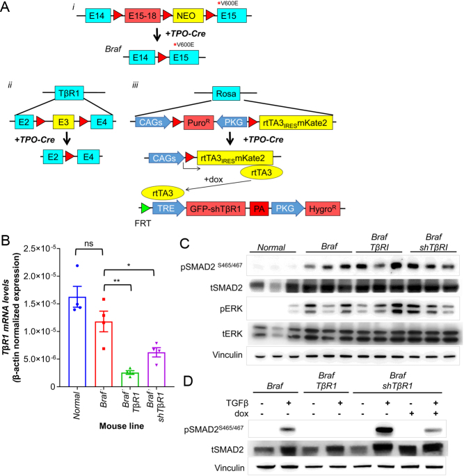 PMC8183640 – fig2
