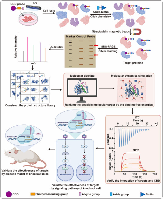 PMC10582612 – exp20230047-fig-0002