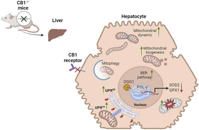 PMC11541708 – d100e402