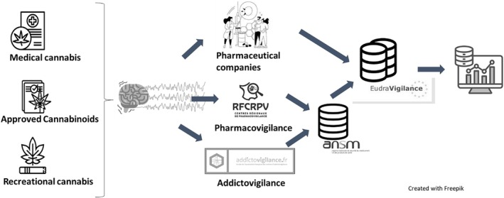 PMC12200219 – fcp70028-fig-0001