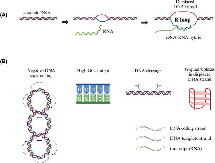 PMC12401183 – feb470026-fig-0001