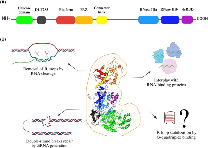 PMC12401183 – feb470026-fig-0002