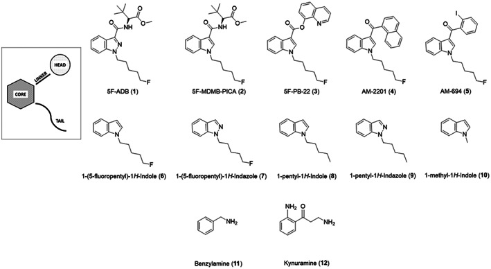 PMC10952593 – febs16741-fig-0001