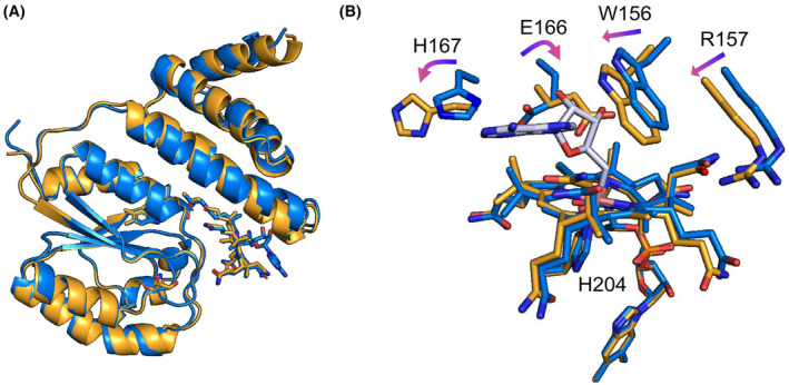 PMC11796333 – febs17377-fig-0007