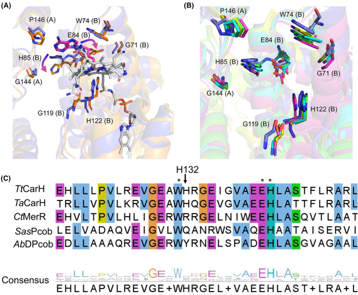 PMC11796333 – febs17377-fig-0008