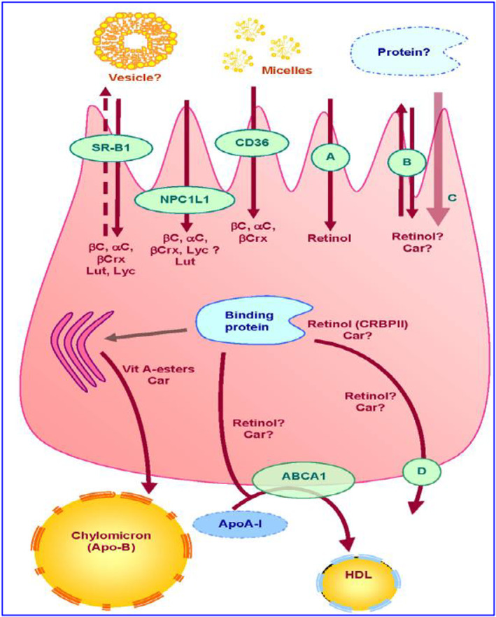 PMC10804103 – fsn33787-fig-0006