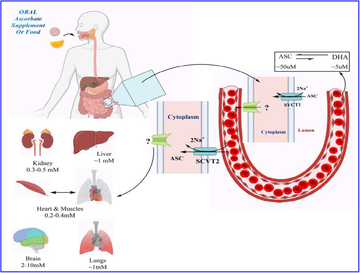 PMC10804103 – fsn33787-fig-0005
