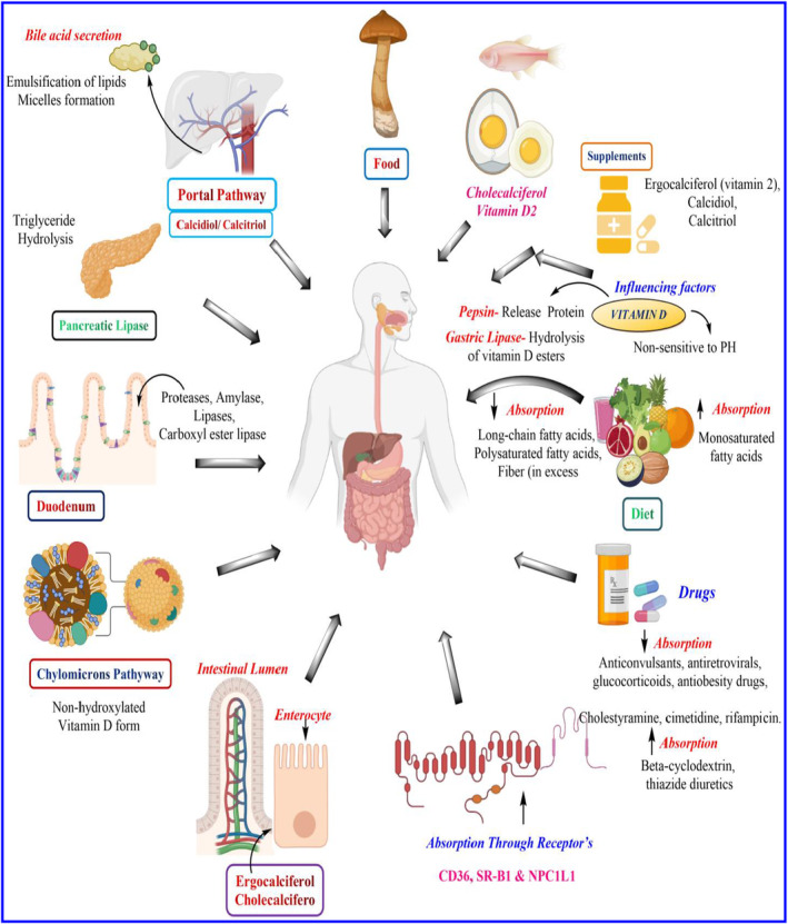 PMC10804103 – fsn33787-fig-0002