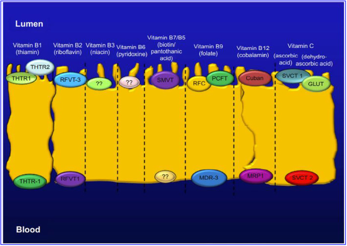PMC10804103 – fsn33787-fig-0003