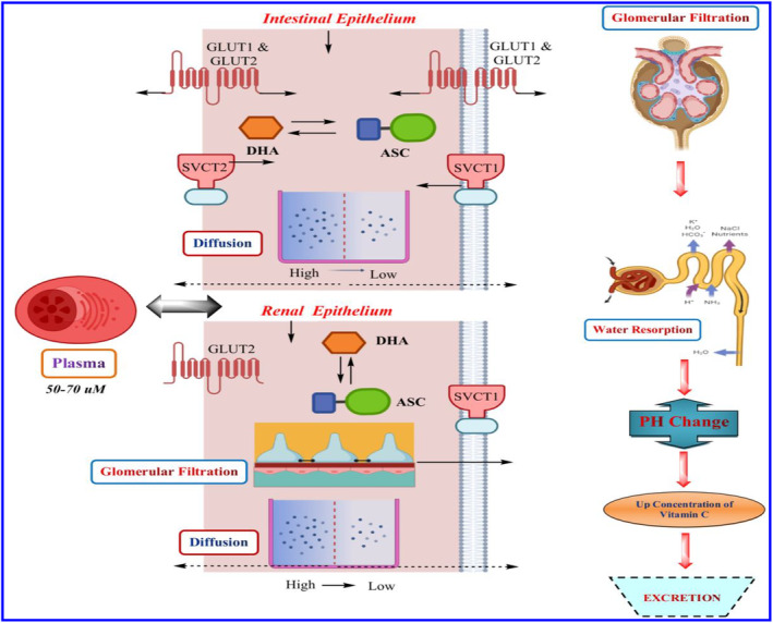 PMC10804103 – fsn33787-fig-0001