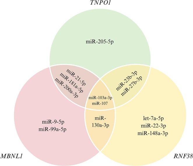 PMC12121447 – fsn370332-fig-0002