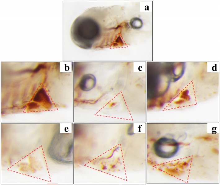 PMC12317113 – fsn370756-fig-0003