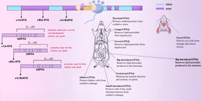 PMC12661086 – fsn371230-fig-0002