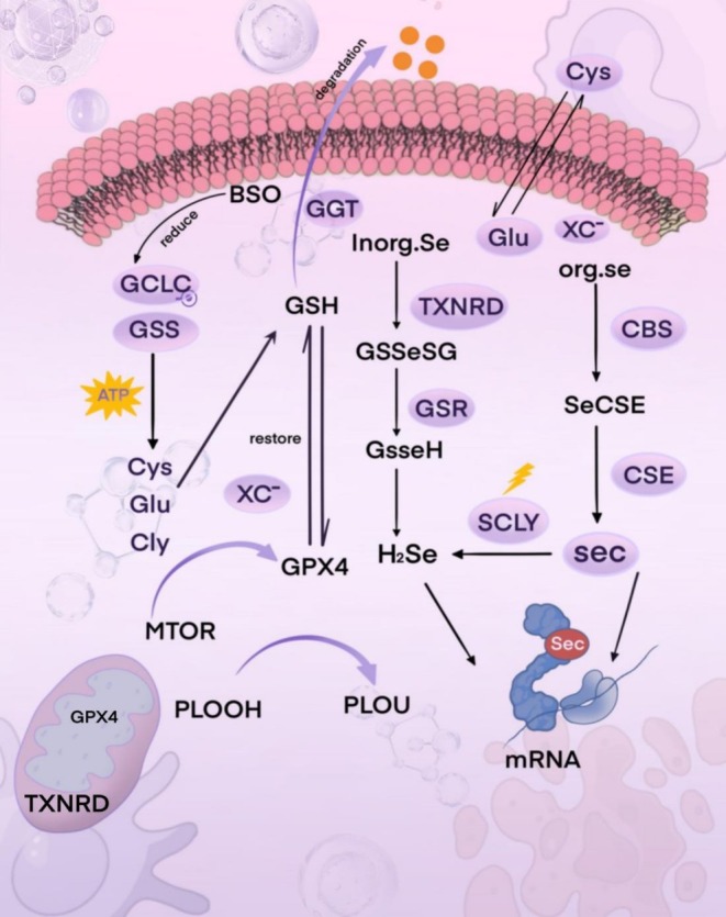 PMC12661086 – fsn371230-fig-0005