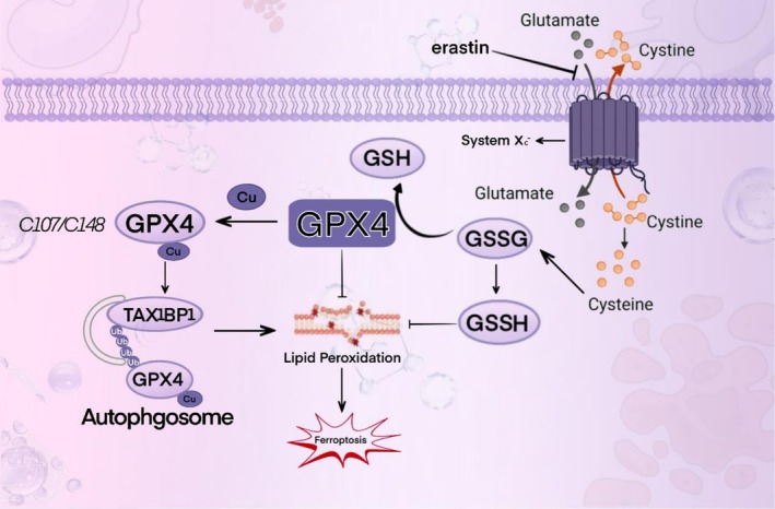 PMC12661086 – fsn371230-fig-0006