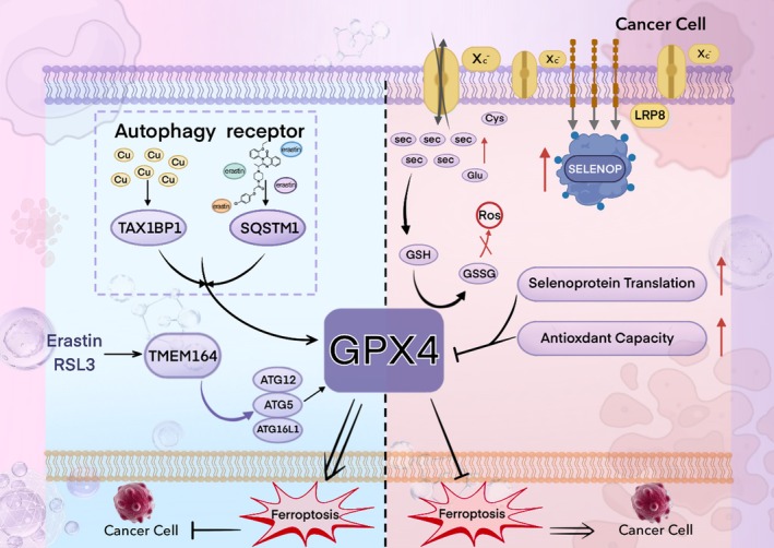 PMC12661086 – fsn371230-fig-0007
