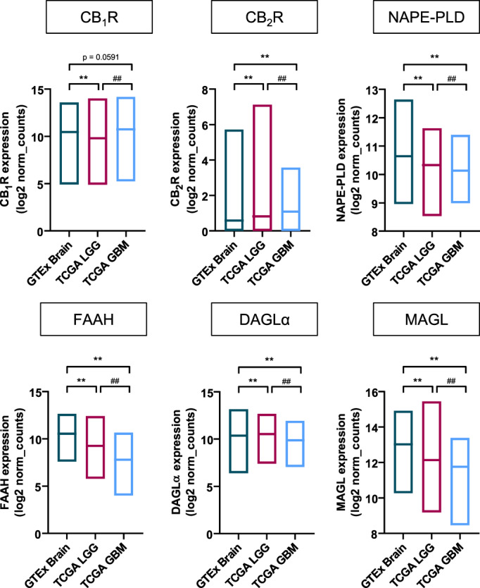 PMC9790654 – glia24173-fig-0001