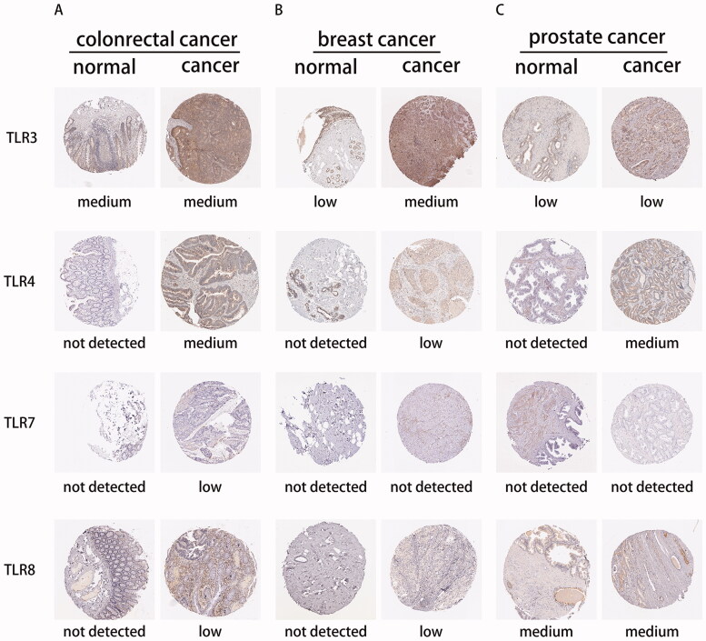 PMC9272932 – F0006