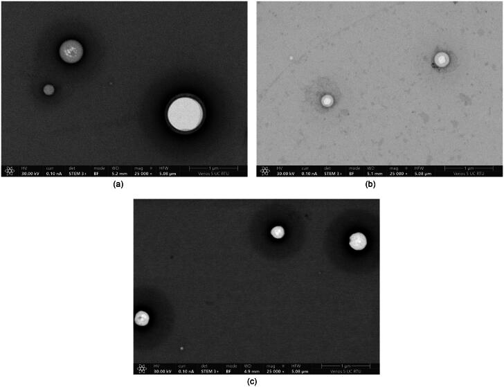 PMC11809167 – F0004