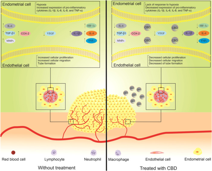 PMC11304901 – iid31370-fig-0003