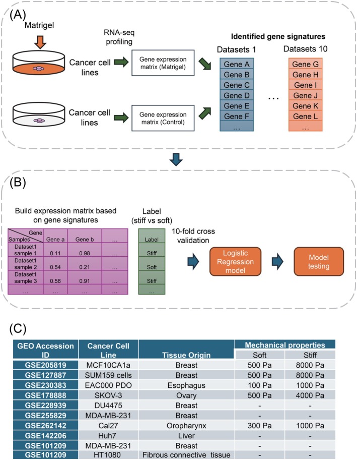 PMC12712361 – ijc70175-fig-0001