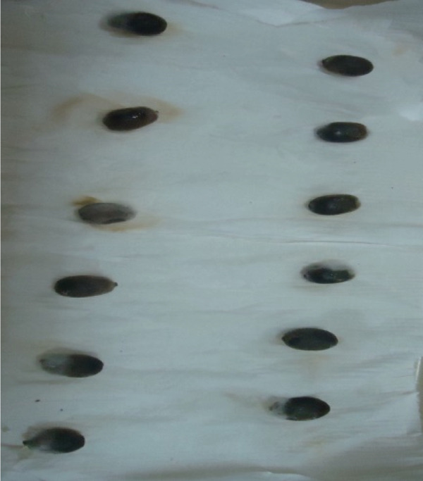 PMC12404338 – figpt-0006