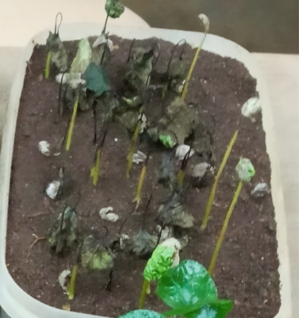 PMC12404338 – figpt-0010