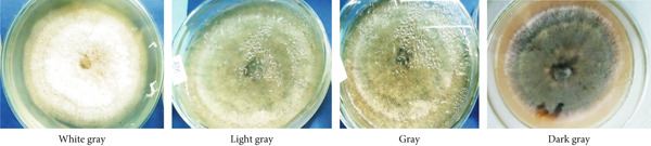 PMC12404338 – fig-0002