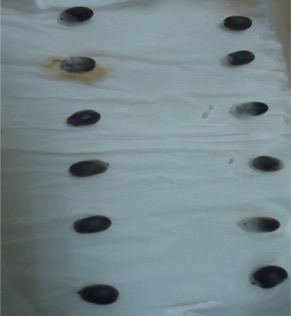 PMC12404338 – figpt-0005