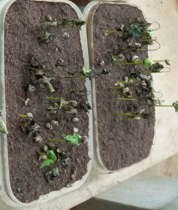 PMC12404338 – figpt-0011