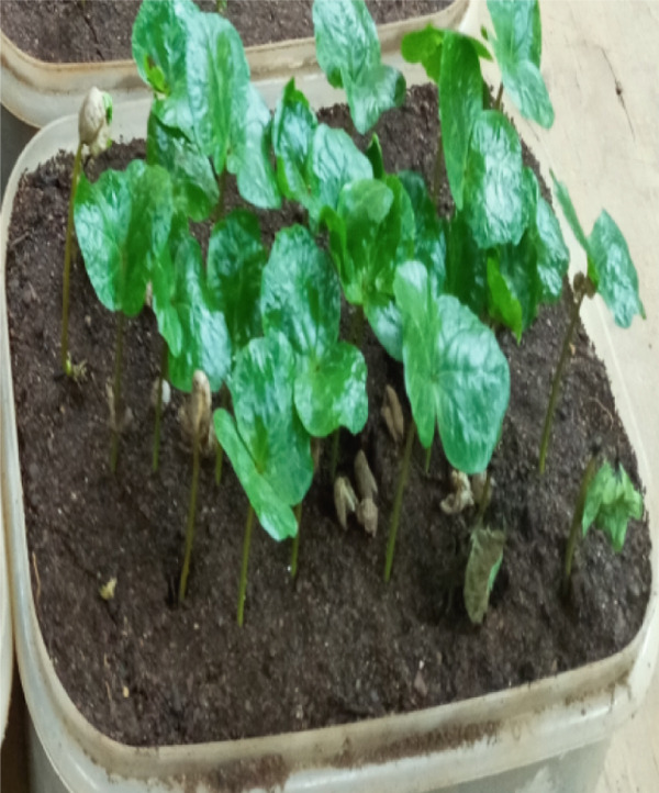 PMC12404338 – figpt-0007