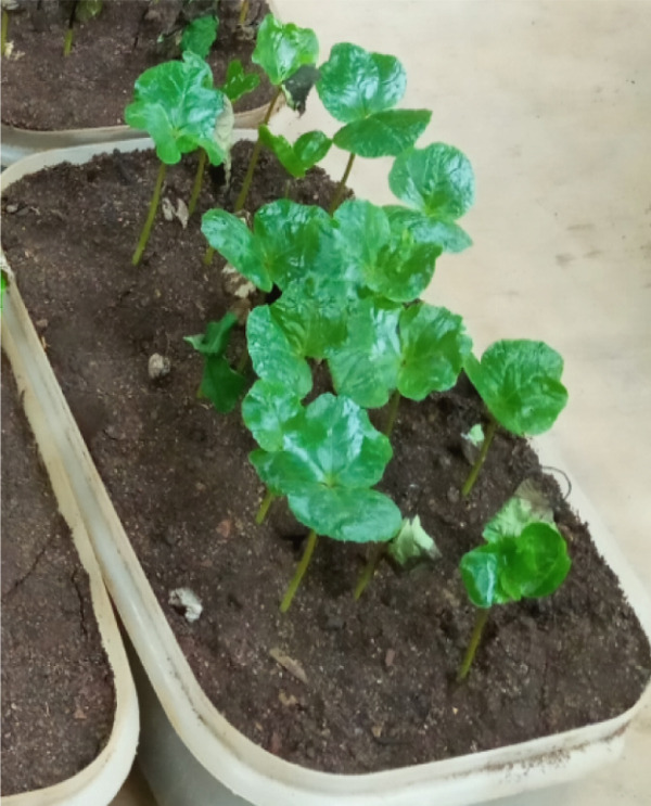 PMC12404338 – figpt-0008