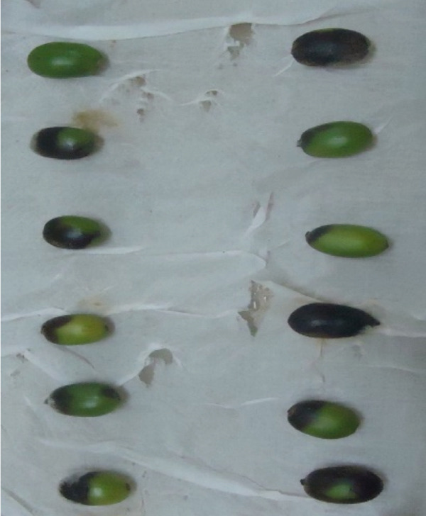 PMC12404338 – figpt-0004