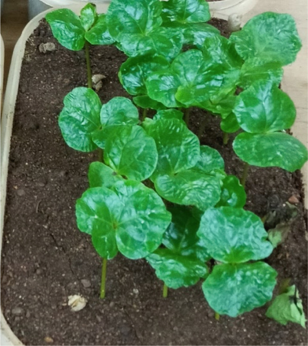 PMC12404338 – figpt-0009