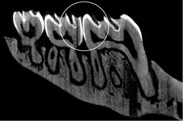 PMC12752900 – figpt-0007