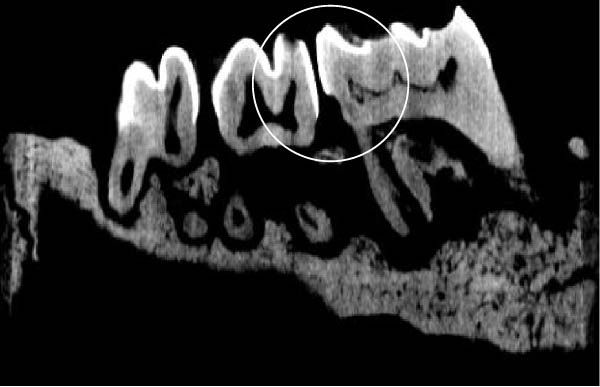 PMC12752900 – figpt-0006