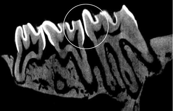 PMC12752900 – figpt-0004