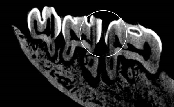 PMC12752900 – figpt-0001